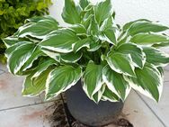 Pflanze Gartenpflanzen XXL Funkien Hosta große Staude winterhart - Lindau (Bodensee)