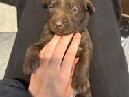 Labrador Welpen Showline in braun - Sassenberg