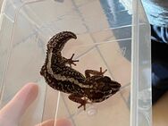Madagaskar Großkopfgeckos - Karlsbad
