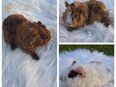 Meerschweinchen Babys Jungtiere in 47608