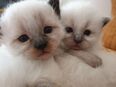 3 Heilige Birma Kitten Katze abholbereit in 8262