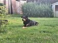 Schäferhund-Berner Sennen-Mix in 02999