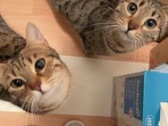 2 weibliche bengal/britisch kurzhaar Katzen abzugeben - Darmstadt Wixhausen