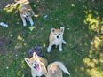 Welpen Japanische Akita Inu in 47167