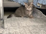 Süße Kitten abzugeben – geboren am 02.03.2025 - Hannover