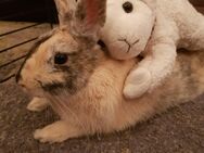 Kaninchen Dame sucht neues Zuhause - Dreieich