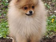Pomeranian Zwergspitz Hündin - Bilten