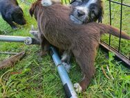 Einzigartige Welpen, Goldendoodel / Westerwälder Kuhhund x griechischer Hütehund /Bracke Mix - Wettringen (Nordrhein-Westfalen)