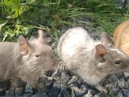 junge Degus naturfarben und bunt in verschiedenen Farben Degu - Neustadt (Sachsen) Hohwald