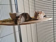 2er Gruppe Degus männlich mit Voliere und Zubehör - Magdeburg