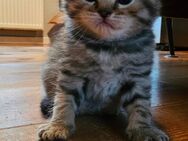 BKH Kitten Mix - Rendsburg