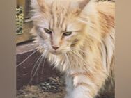 Maine Coon Dame - Herzberg (Harz)