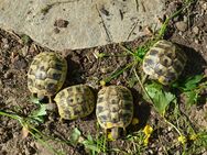 Griechische Landschildkröten Nz 2022/23/24 (Thb) - Wiesbaden