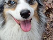 Deckrüde Aussie - Adelsdorf