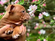 Old English Bulldog OEB Welpe Hündin Braun weiß 11 Wochen - Ruhland