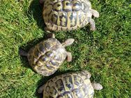 Griechische Landschildkröte Zuchtgruppe - Salzgitter