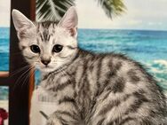 Nur noch 1 Kitten weiblich sucht neues Zuhause - Berlin Reinickendorf