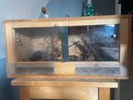 Kornnattern mit oder ohne Terrarium zu verkaufen - Walsrode