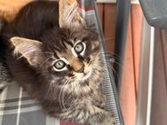 Reinrassige Maine Coon kitten - Weilmünster