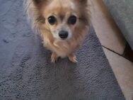 Chihuahua Dame 6 Jahre - Bornheim (Nordrhein-Westfalen)