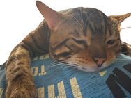 Bengal-Siam-Mix Kitten in Silver, Black und Brown - Berlin