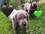 Reinrassige Labrador Welpen mit Ahnentafel