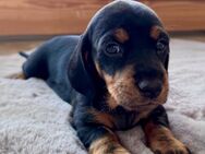 Dackel Welpen Black Tan