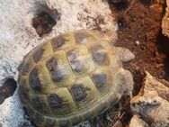 Hobbyzucht - Steppenschildkröte Weibchen, Testudo Horsfieldii, Vierzehenschildkröte, Landschildkröte - Wolfenbüttel