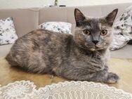Katze weiblich 18 Monate alt - Kerpen (Kolpingstadt) Zentrum